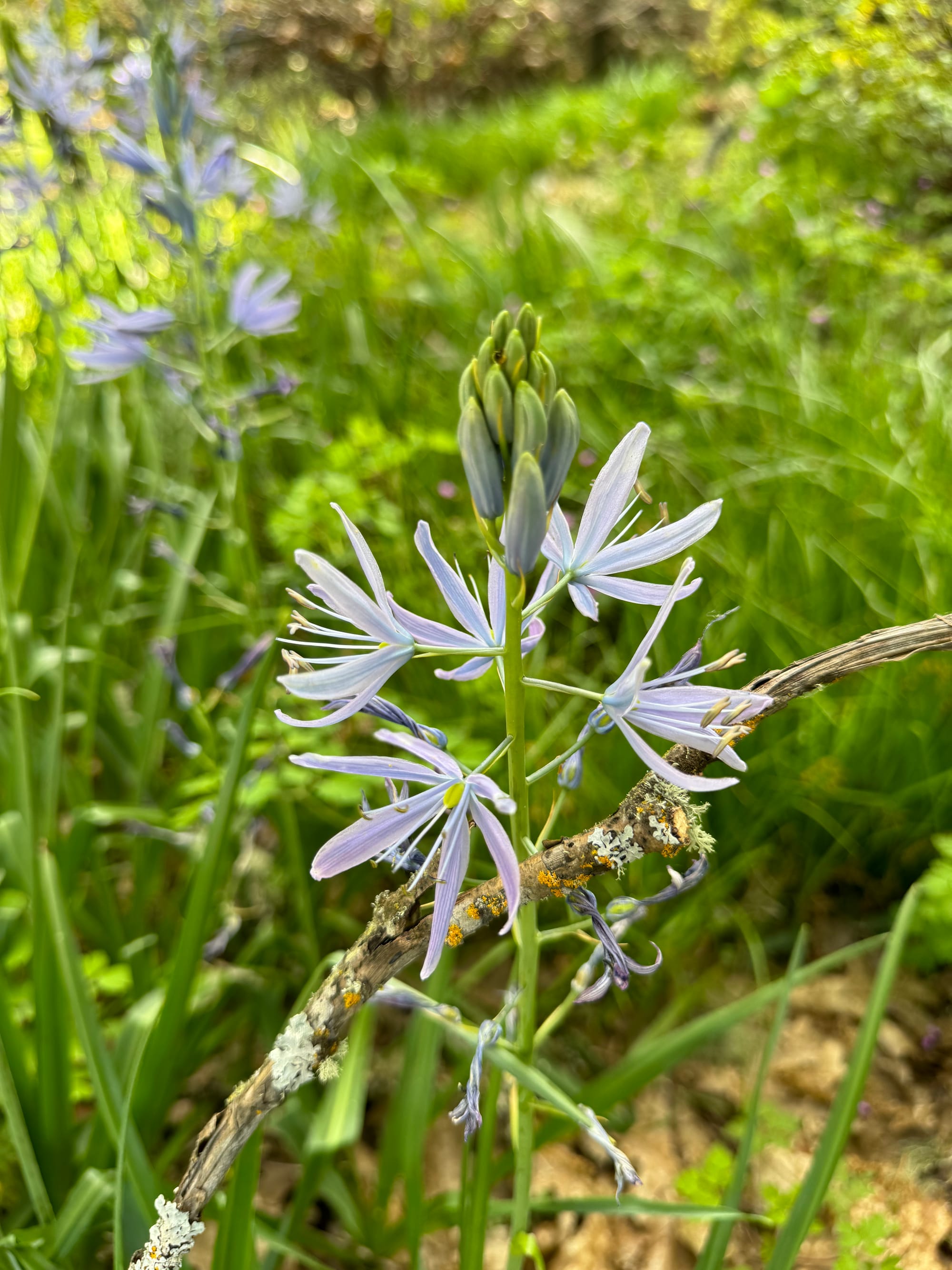 The flowers are here