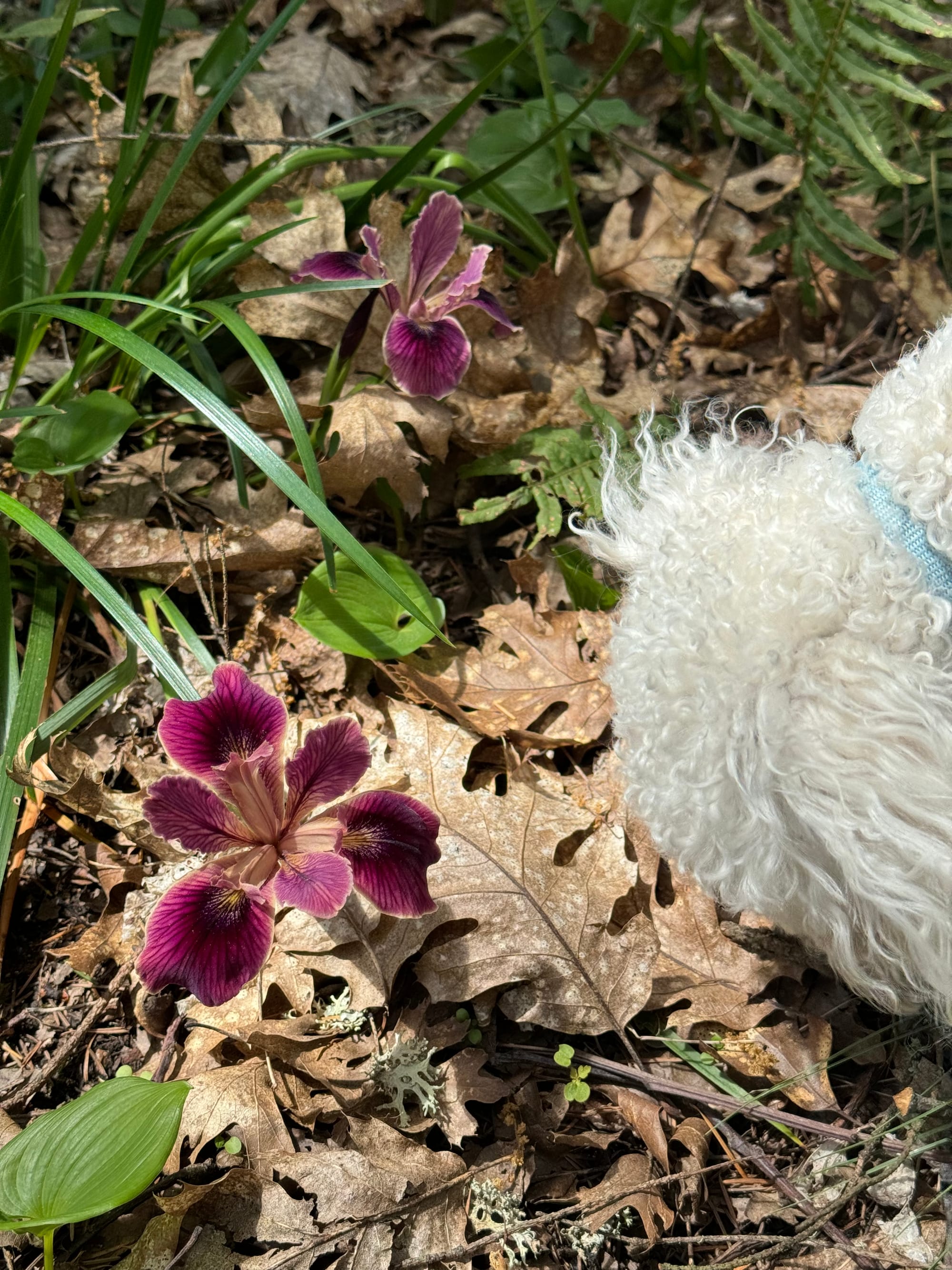 The flowers are here